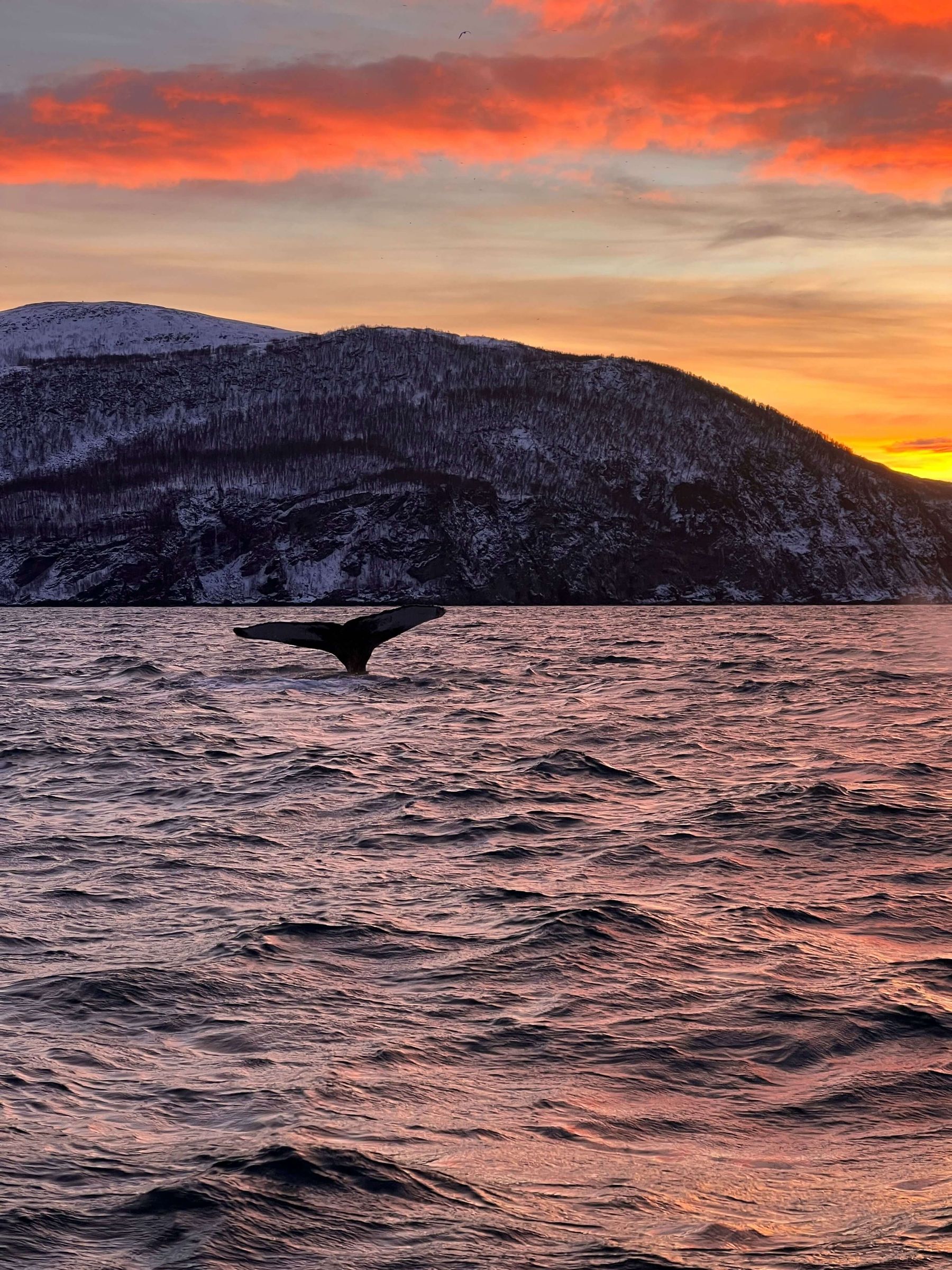 Hvalens halefinne mot en rosa vinterhimmel over fjorden